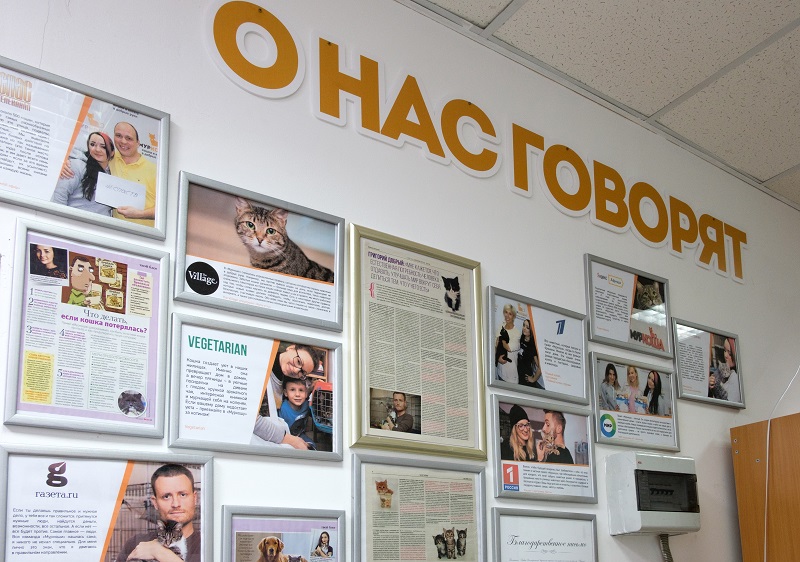 приют котов