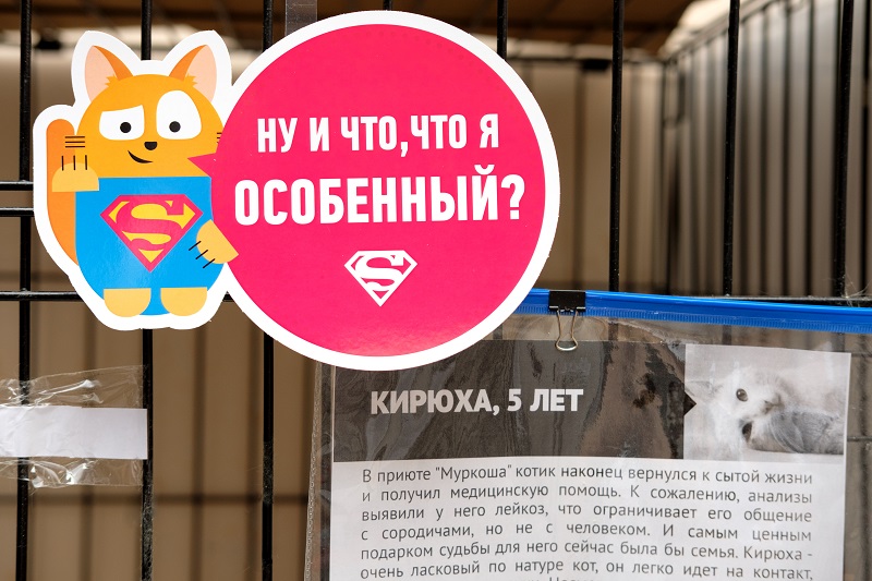 приют котов