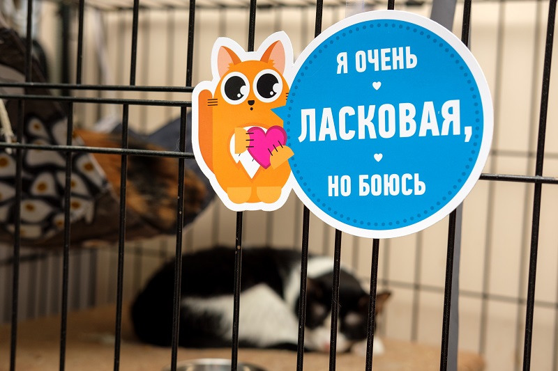 приют котов