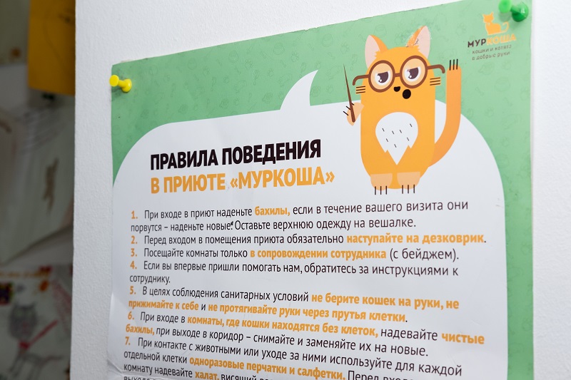 приют котов