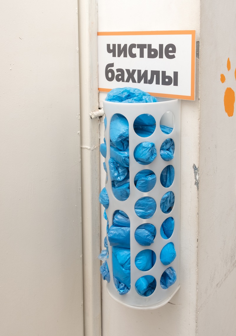 приют кошек