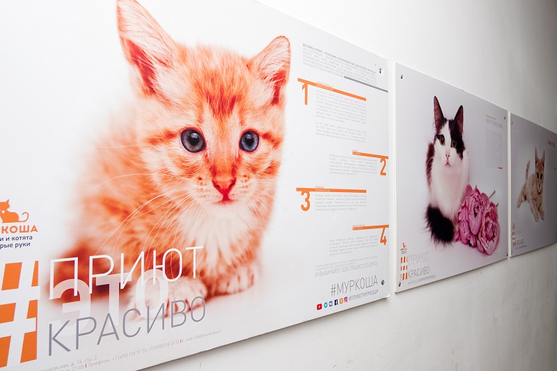 приют котов