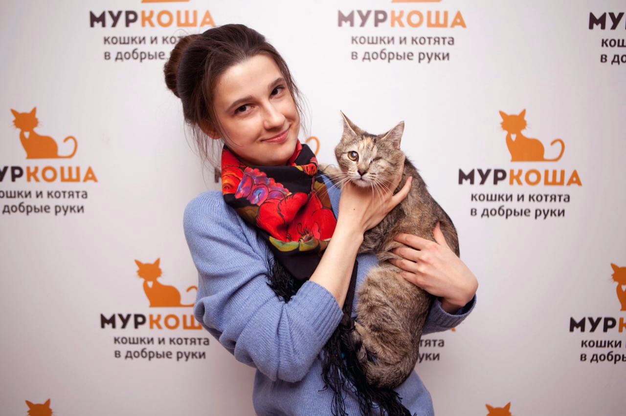 приют котов