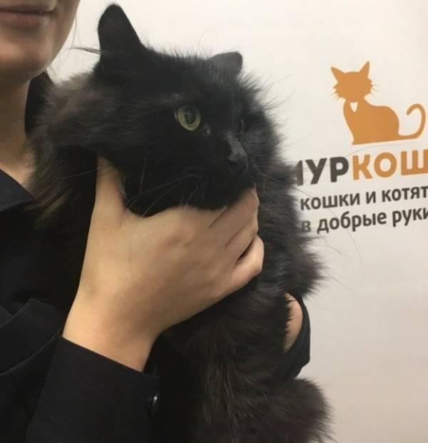 Котик