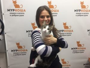 Котик
