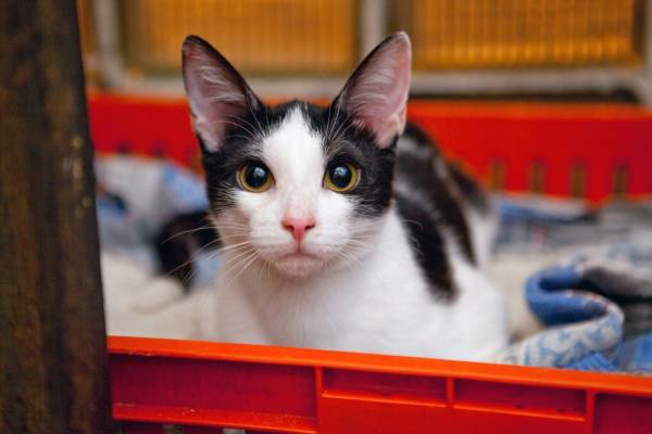 Котик