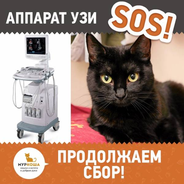 Аппарат УЗИ | Приют для кошек Муркоша