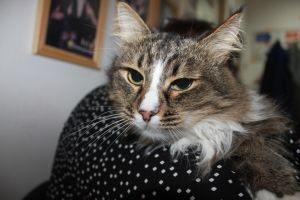 Котик
