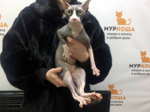 Котик