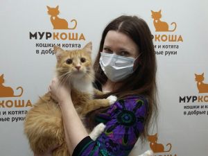 Котик