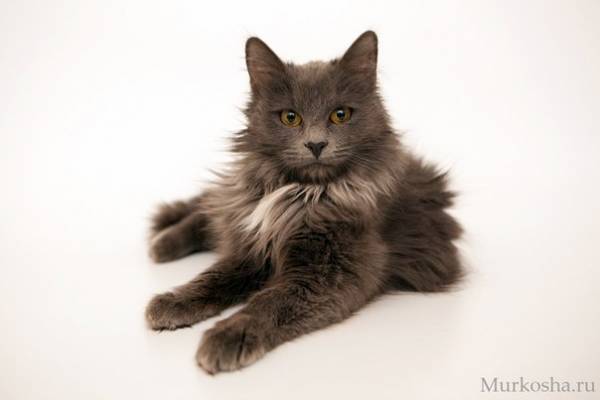 Котик
