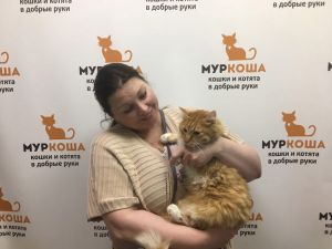 Котик