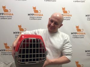 Котик