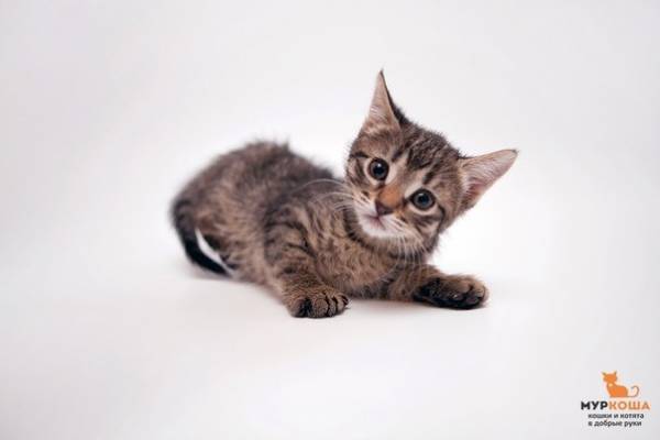Котик
