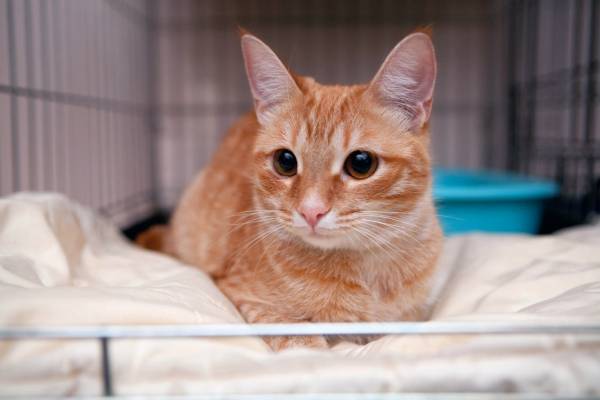 Котик