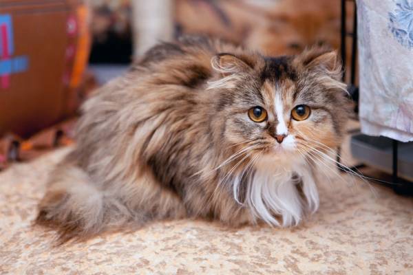 Котик
