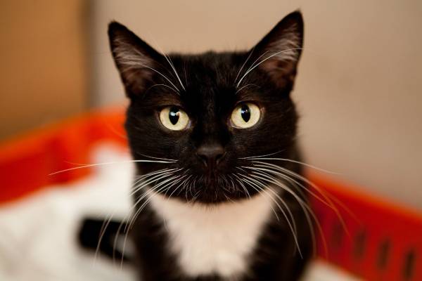 Котик