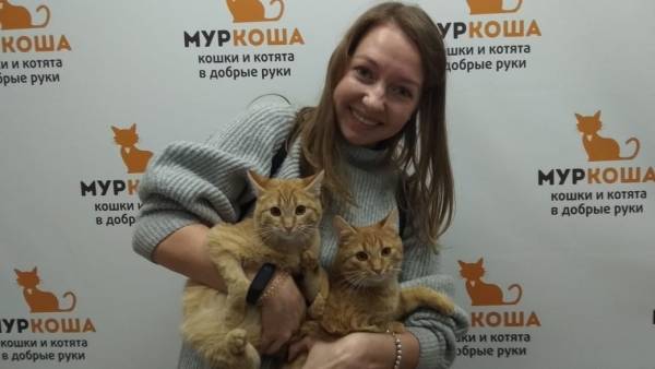 Котик