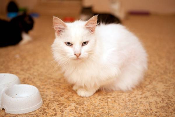 Котик