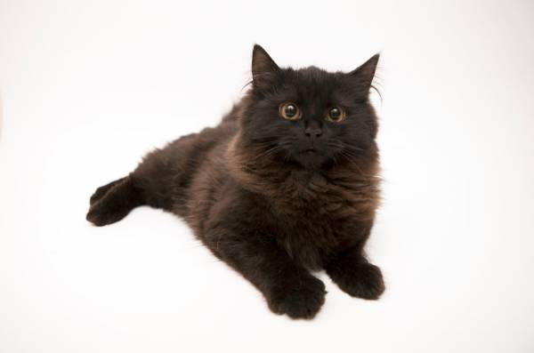 Котик