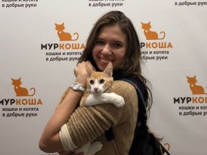 Котик