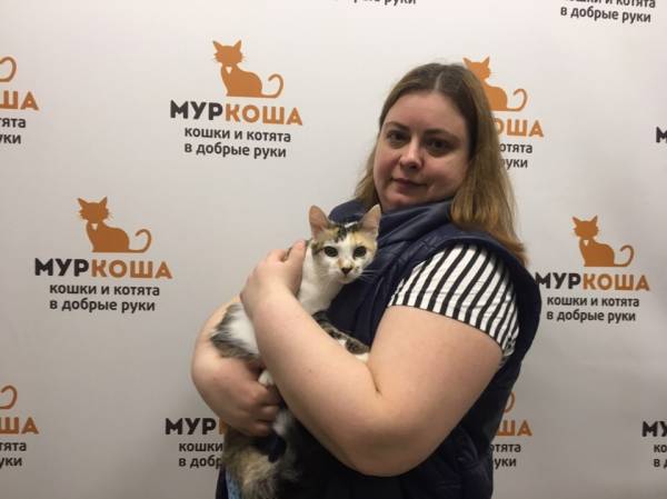 Котик