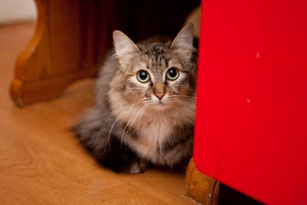 Котик