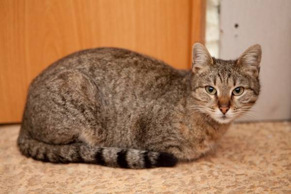 Котик
