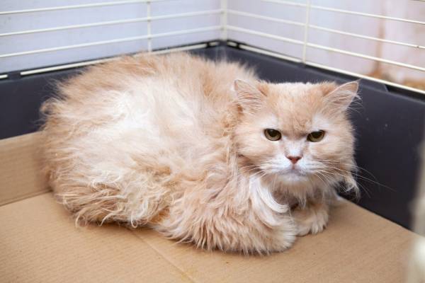 Котик