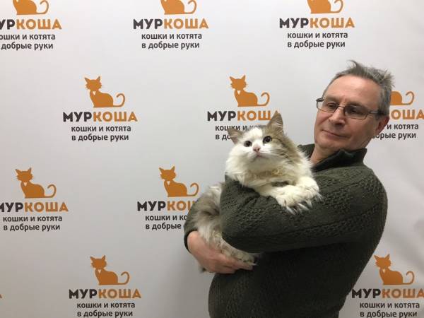 Котик