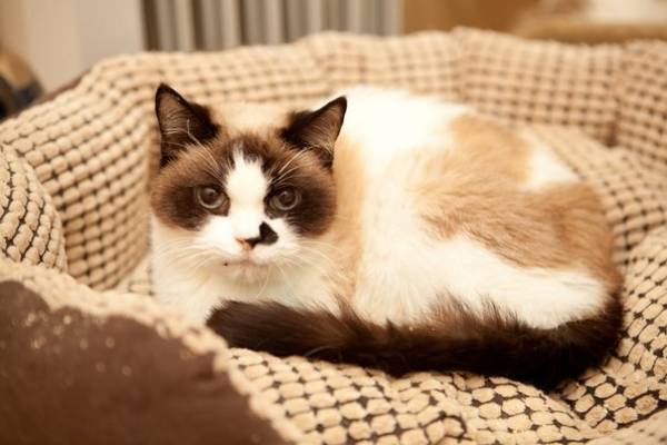 Котик