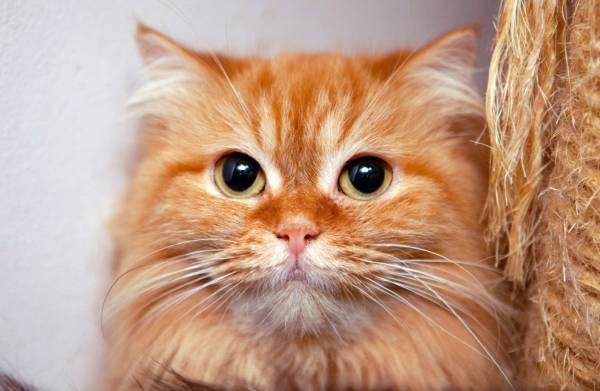 Котик