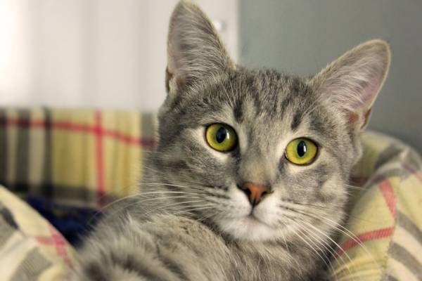 Котик