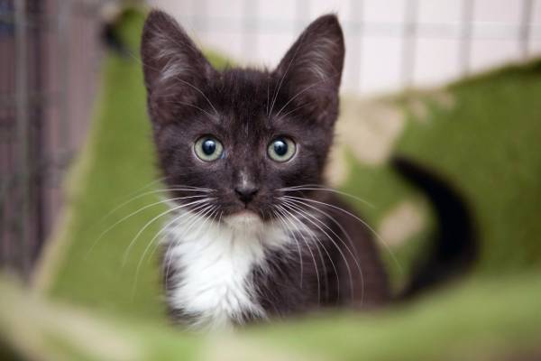 Котик