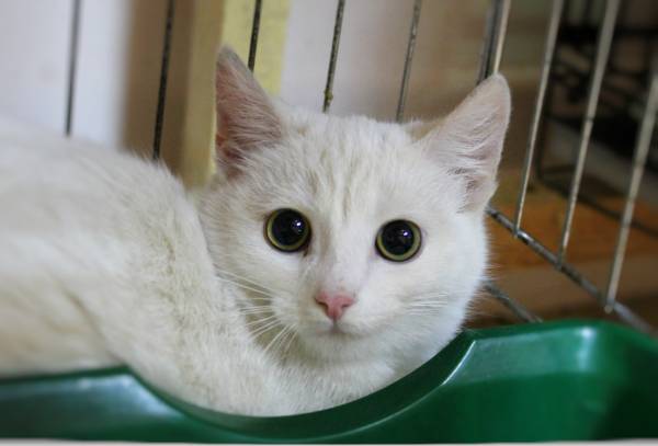 Котик
