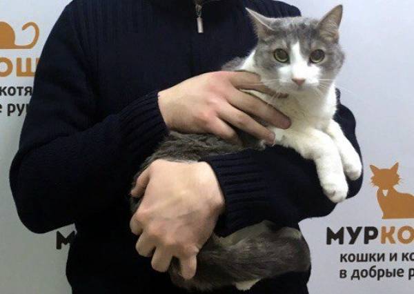 Котик