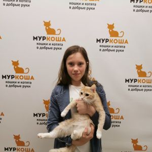 Котик