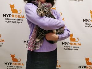 Котик