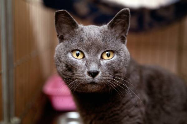 Котик