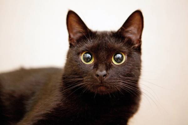 Котик