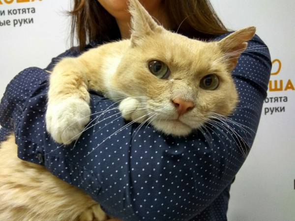 Котик