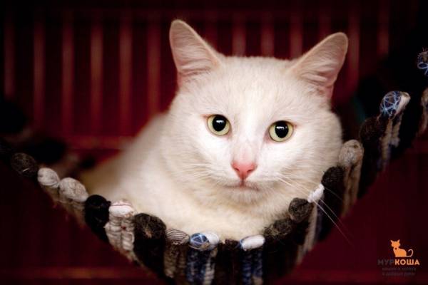 Котик