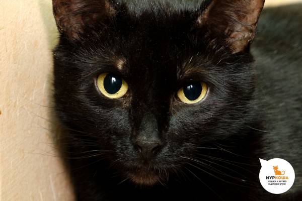 Котик