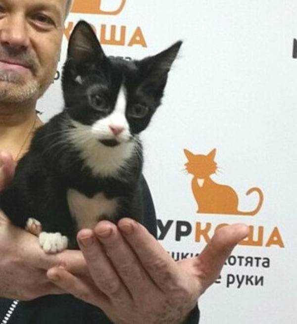 Котик