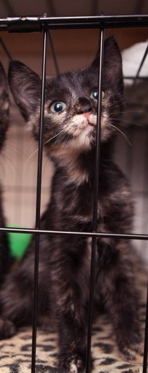 Котик