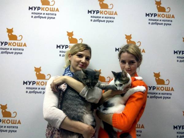 Котик