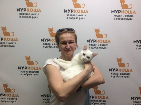 Котик