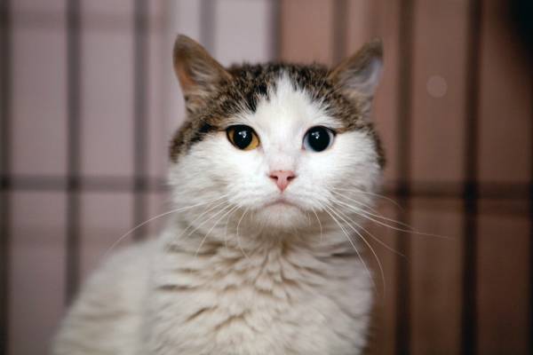 Котик