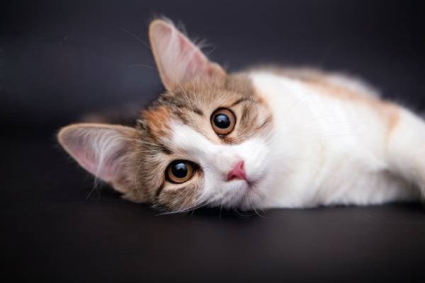 Котик