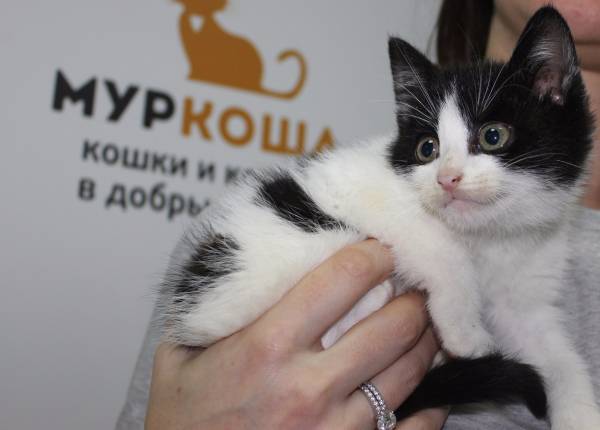 Котик